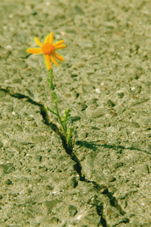 Eine Blume wchst aus einem Riss im geteerten Boden